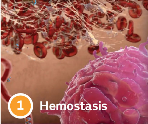 hemostasis
